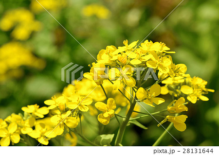 野沢菜の菜の花の写真素材