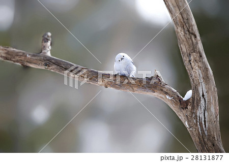 シマエナガ Long tailed tit titmouse シマエナガ Long tailed tit titmouse 28131877