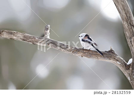 シマエナガ Long tailed tit titmouse シマエナガ Long tailed tit titmouse 28132559