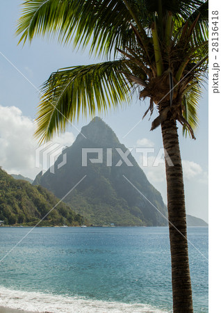 Piton and palm tree in Saint Lucia Piton and palm tree in Saint Lucia 28136418