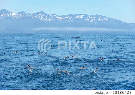 知床連山とミズナギドリの群れ 知床連山とミズナギドリの群れ 28136428