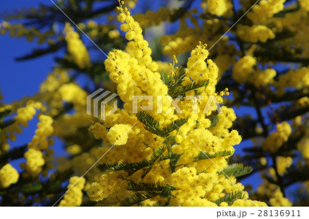 ミモザの花 28136911