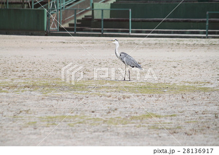 アオサギ 28136917