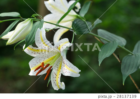 境内に咲くヤマユリ 境内に咲くヤマユリ 28137139