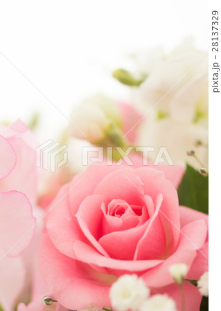 やわらかピンクバラ 28137329