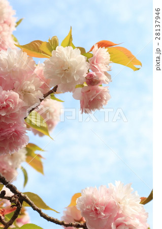 八重桜（紅笠） 28137946