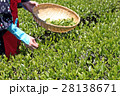 新茶摘み 28138671