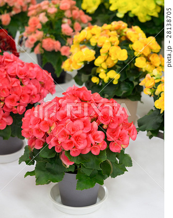 リーガースベゴニア 28138705