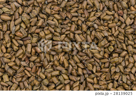 決明子(ケツメイシ): Seeds of Senna obtusifolia 決明子(ケツメイシ): Seeds of Senna obtusifolia 28139025