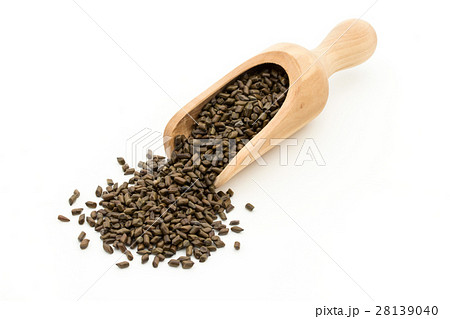 決明子（ケツメイシ）: Seeds of Senna obtusifolia 28139040