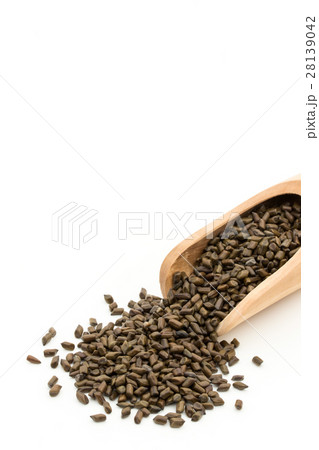 決明子(ケツメイシ): Seeds of Senna obtusifolia 決明子(ケツメイシ): Seeds of Senna obtusifolia 28139042