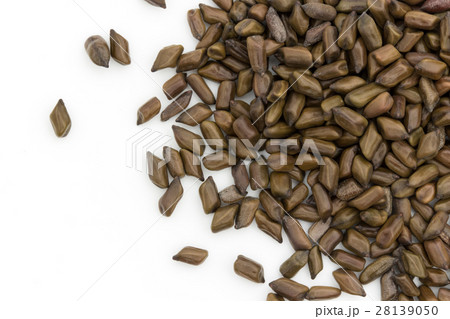 決明子（ケツメイシ）: Seeds of Senna obtusifolia 28139050