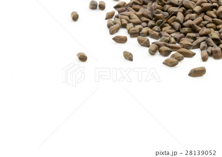 決明子（ケツメイシ）: Seeds of Senna obtusifolia 28139052