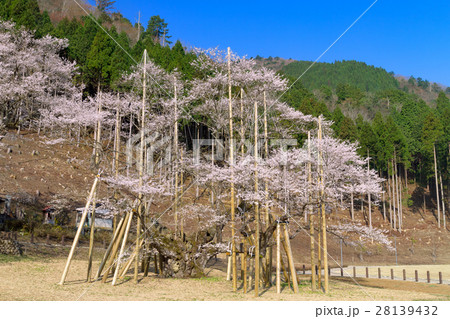 岐阜_満開の薄墨桜 28139432