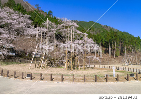 岐阜_満開の薄墨桜 28139433