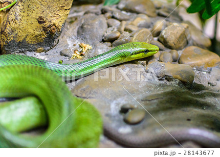 Red-tailed Green Ratsnake 28143677