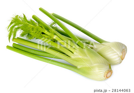 Fennel isolated on the white background Fennel isolated on the white background 28144063