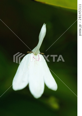 羽を広げる 広げた羽 貴重 28145311