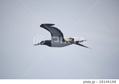 カツオドリ 28146198