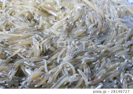 捕れたてのシラス 捕れたてのシラス 28146727
