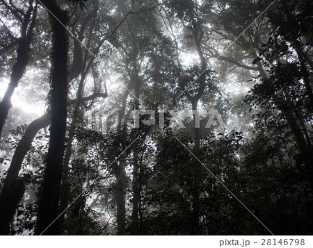 the forest Fog ancient Forest of Doi Inthanon the forest Fog ancient Forest of Doi Inthanon 28146798