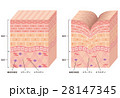しわ　皮膚の構造　断面図 28147345