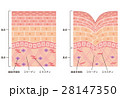 しわ　皮膚の構造　断面図 28147350