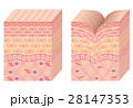 しわ　皮膚の構造　断面図 28147353