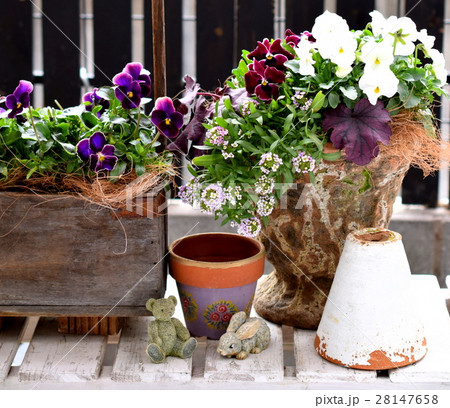 春の花の寄せ植え 春のガーデニング小物 シックなビオラの鉢植え シャッビーシックな雑貨の写真素材