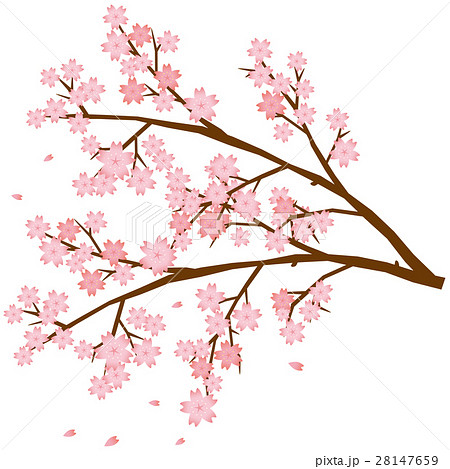 桜 枝のイメージイラストのイラスト素材 28147659 Pixta