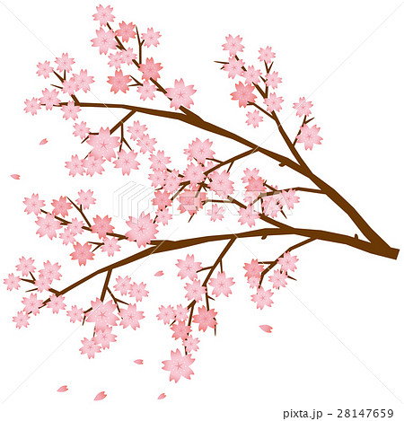 桜 枝のイメージイラストのイラスト素材