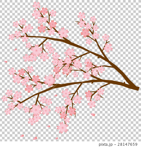桜 枝のイメージイラストのイラスト素材