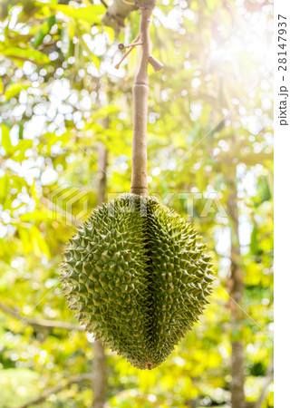fresh durian in the farm, Thai King fruit fresh durian in the farm, Thai King fruit 28147937