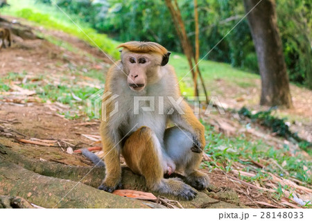 Sri-Lankan toque macaque Sri-Lankan toque macaque 28148033