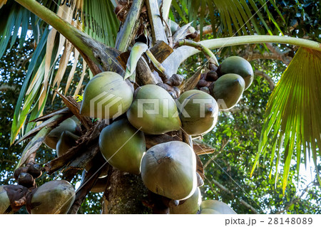 Sea coconut palm trees Sea coconut palm trees 28148089
