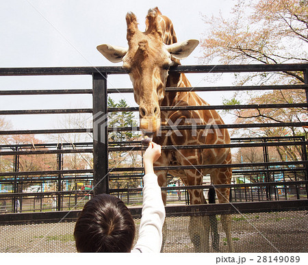 きりんと男の子 28149089