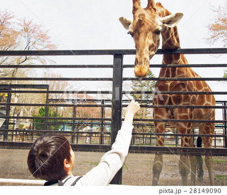 きりんと男の子 28149090