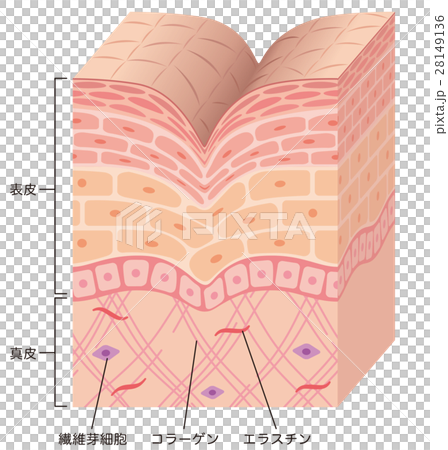 Structural cross section of wrinkle skin - Stock Illustration [28149136 ...