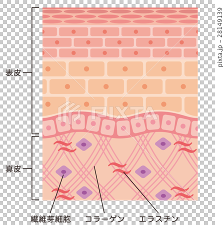 皮膚の構造 断面図のイラスト素材