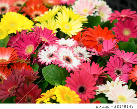 ガーベラ ガーベラ 28149145