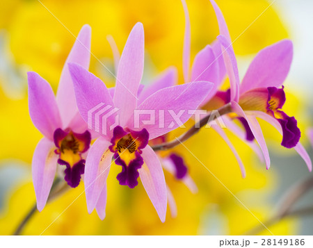 カトレア 28149186