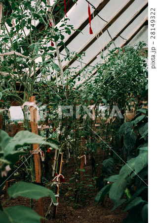 Ripe natural tomatoes growing on a branch 28149322