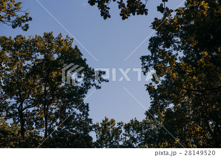 Summer Sunny Forest Trees And Green Grass. Summer Sunny Forest Trees And Green Grass. 28149520