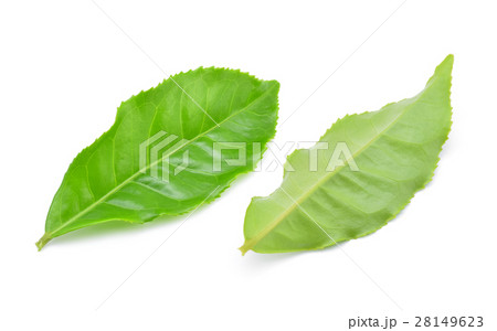 green tea leaf isolated on white background 28149623