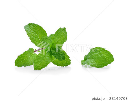 Fresh mint leaves isolated on white background 28149703