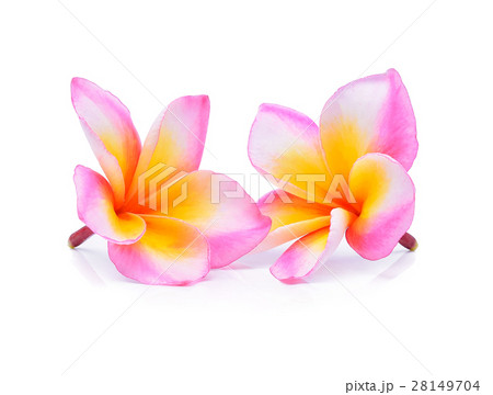 frangipani flower isolated on white background 28149704
