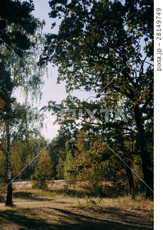 Nature Wood Sunlight Background. 28149749