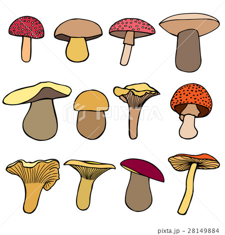 Set of Forest mushrooms 28149884