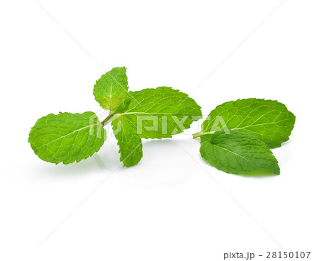 Fresh raw mint leaves isolated on white background Fresh raw mint leaves isolated on white background 28150107