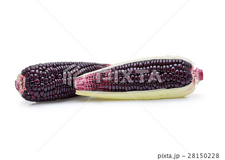 purple corn on white background purple corn on white background 28150228